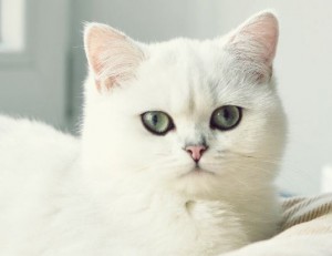 Британец шиншилла: фото галерея, стандарт окраса. Все об окрасе шиншилла. Британские коты, кошки, котята окраса шиншилла золотая, серебристая: фото, описание.